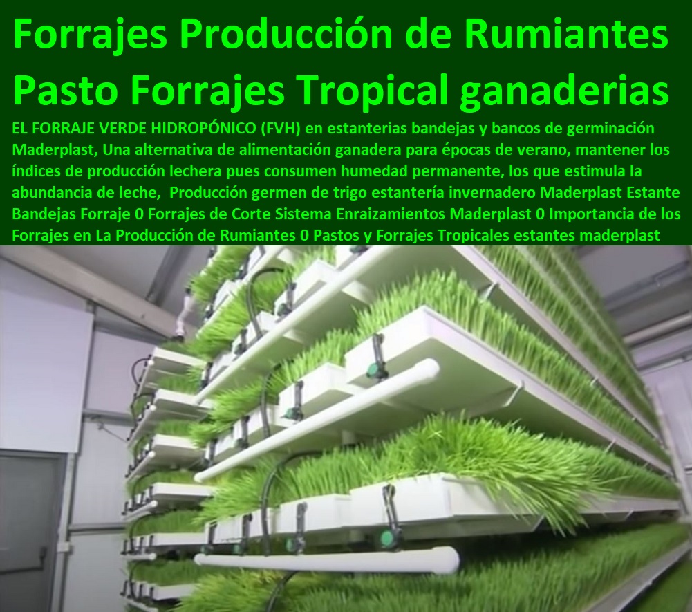 Producción Explotación Ganadera Automatizada, Sistemas de Pastoreo, Estabulación de Ganado, Pastoreo Intensivo, Establos, Corrales, Saladeros, Comederos, Cerramientos, Postes, Ganaderías Tecnificadas, Ganaderías Tecnificadas, germen de trigo estantería invernadero Maderplast Estante Bandejas Forraje 0 Forrajes de Corte Sistema Enraizamientos Maderplast 0 Importancia de los Forrajes en La Producción de Rumiantes 0 Pastos y Forrajes Tropicales Producción germen de trigo estantería invernadero Maderplast Estante Bandejas Forraje 0 Forrajes de Corte Sistema Enraizamientos Maderplast 0 Importancia de los Forrajes en La Producción de Rumiantes 0 Pastos y Forrajes Tropicales